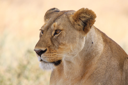Safari Serengeti National Park