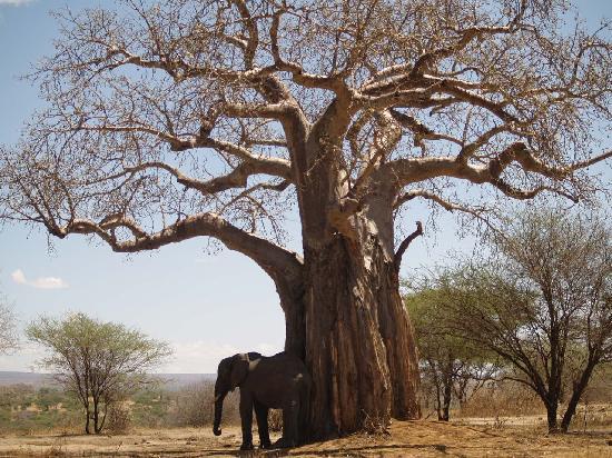 Tarangire Safari Lodge